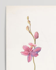 After Hover: Margaret Neilson Armstrong - Rosa-lila Orchidee