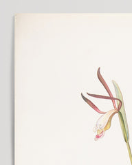 After Hover: Margaret Neilson Armstrong - Rote und weiße Orchidee