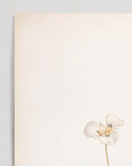 After Hover: Margaret Neilson Armstrong - Sego Lilien, Calochortus nuttallii