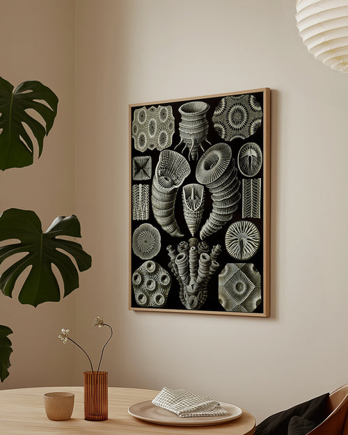 Ernst Haeckel Drucke-auf-Leinwand-Kunstformen-der-Natur
