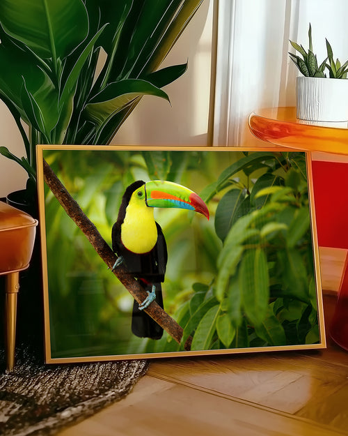 Voegel-Poster-Tukan-Regenwald-online-kaufen