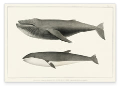 Buckelwal und Finnwal im Vintage-Look