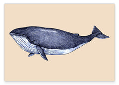Meerestier Buckelwal in blau